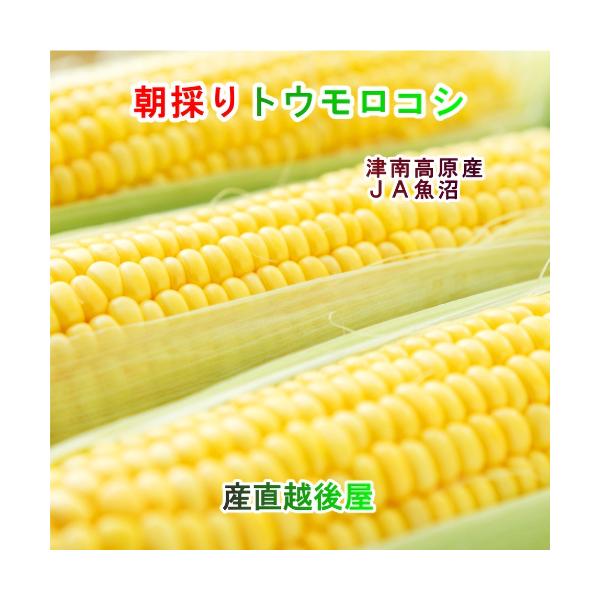 朝採り 新鮮 トウモロコシ 新潟県　JA魚沼農協産 朝採りたて 津南高原産 トウモロコシLL 10本 クール便 送料無料【野菜 ギフト グルメ】  【御中元】 【御中元】