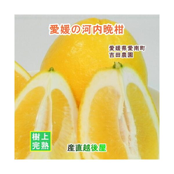 愛媛県 愛南町 みかん果樹園 吉田農園 樹上完熟栽培 吉田の河内晩柑 9kg不揃いＢ級品（傷や黒点があり）送料無料【ミカン 果実 ギフト ご自分用】