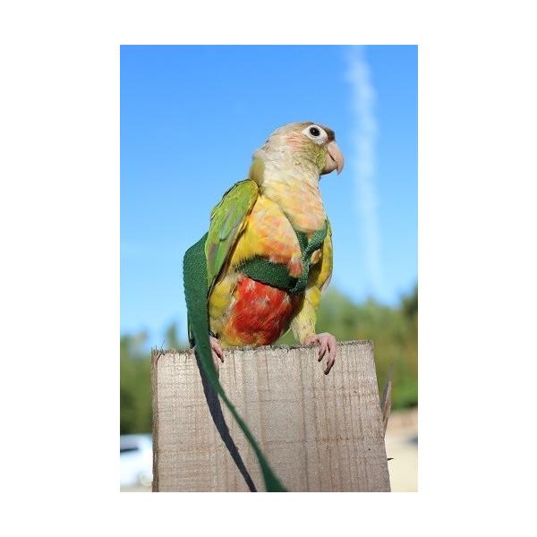 鳥用 ハーネス AVIATOR プチ