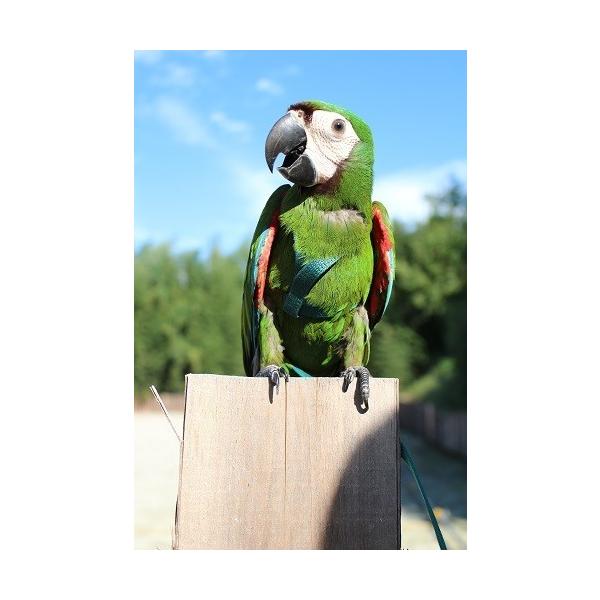 鳥用 ハーネス AVIATOR S