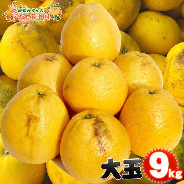 再入荷‼️愛媛産　河内晩柑　家庭用　サイズ混合　　木成り完熟 最終セール‼️愛媛産 河内晩柑 木成り完熟 家庭用7kg 希少