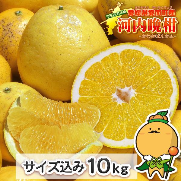 ■ 商 品 名 ■愛媛県産 ご家庭用 河内晩柑 １０ｋｇ（M〜２Ｌサイズ 大小サイズ込み）■ 生 産 地 ■愛媛県■ 内 容 量 ■１０ｋｇ■ 保 存 方 法 ■涼しい場所で保存してください。※冷蔵庫で保存すると長期保存も可能です。■ 配 ...