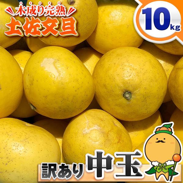 木成り 完熟 土佐文旦 M 〜 2L サイズ 10kg 自宅用 家庭用 訳あり 愛媛