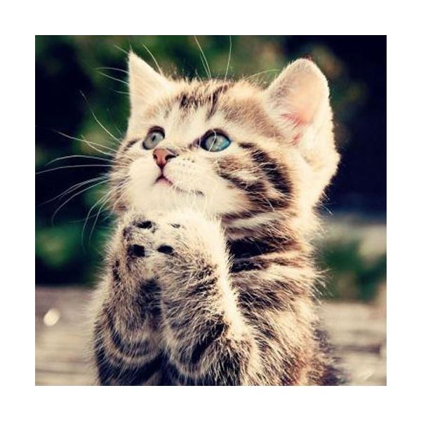 ネックレス レディース 猫 エメラルド 5月の誕生石 天然石 可愛い にゃんこ ペンダント シルバー ギフト プレゼント Buyee Buyee 일본 통신 판매 상품 옥션의 대리 입찰 대리 구매 서비스