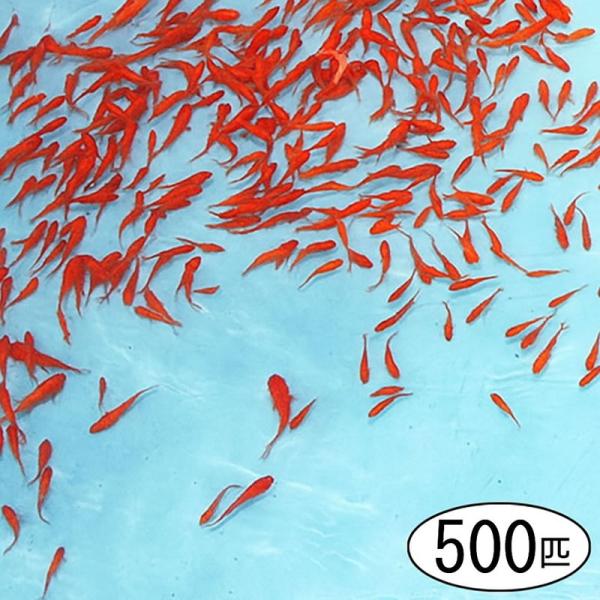 奈良県大和郡山より直送 金魚すくい用 約500匹 の元気な金魚 北海道 青森 秋田 沖縄 離島への配送不可 No 199 販促イベント屋 通販 Yahoo ショッピング