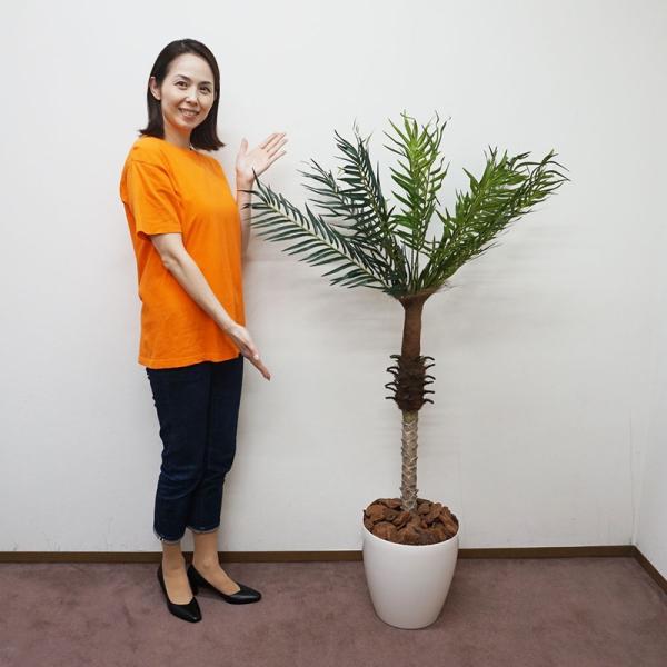 フェニックス 花の人気商品 通販 価格比較 価格 Com