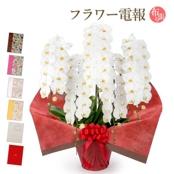 大輪胡蝶蘭５本立てプレミアム白の贈り物ガイド