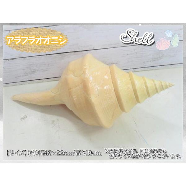 アラフラオオニシ貝特大42cm程度標本、巻貝貝殻置物オブジェ 2025年最新】アラフラオオニシの人気アイテム - メルカリ
