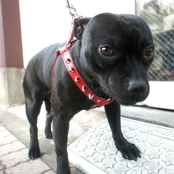 ハーネス 胴輪 革 サイズオーダー スタッズ付きハーネスcx Br Harness Cx エクストラヘビー 通販 Yahoo ショッピング