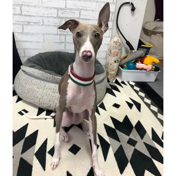 ハーフチョーク イタグレ ミニピン 革 Small Type Choker Gf2 国旗カラー イタリア英国ドイツの国旗カラーのデザイン Buyee Buyee Japanese Proxy Service Buy From Japan Bot Online