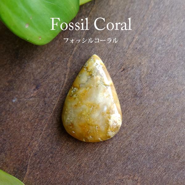 フォッシルコーラル（化石珊瑚）約26×18×6mm インドネシア産 天然石