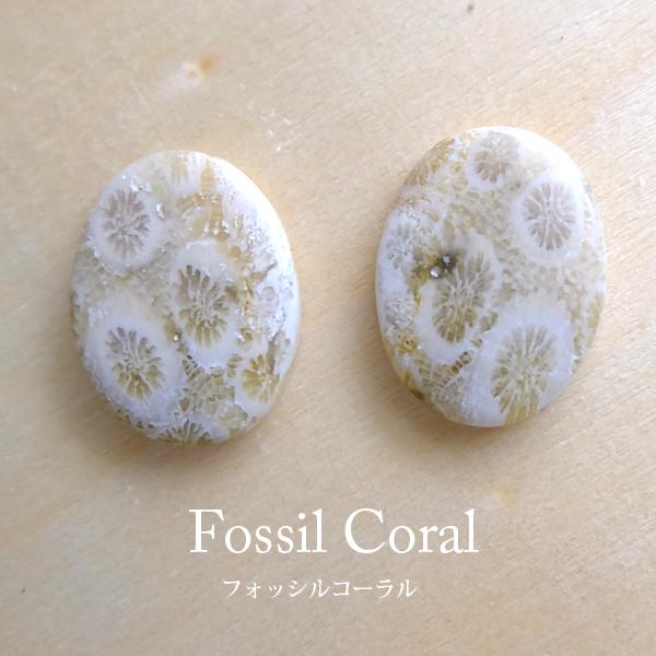 フォッシルコーラル（化石珊瑚）2個セット 約22×16×4mm オーバル型