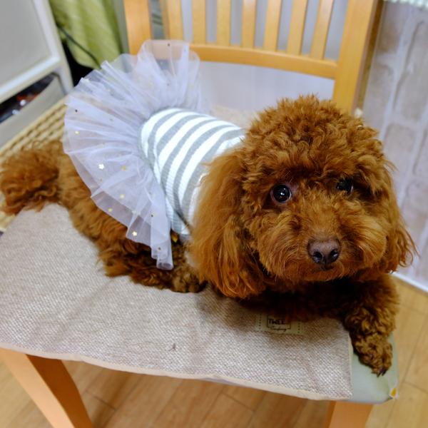 @tĕ@s[XiO[jybgpʕ ^pilTCYj