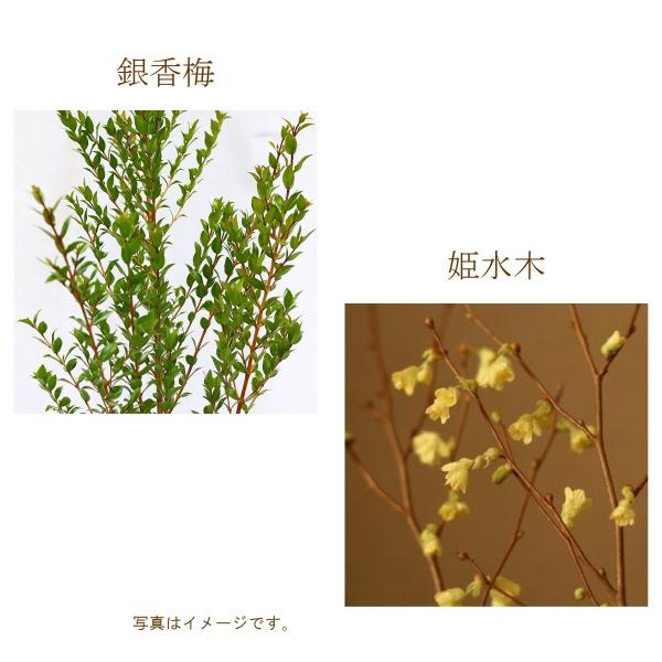 ７月限定お稽古用切花 ご自宅用お生花ギンバイカ 銀梅花 銀香木 ギンコウボク ヒメミズキ 姫水木 日向水木伊予水木 Buyee 日本代购平台 产品购物网站大全 Buyee一站式代购