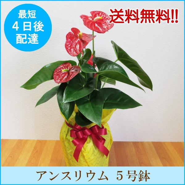 観葉植物 アンスリウム 赤 ピンク ５号鉢 送料無料 開店 開業お祝い お中元 夏のギフト Buyee Buyee Japanischer Proxy Service Kaufen Sie Aus Japan