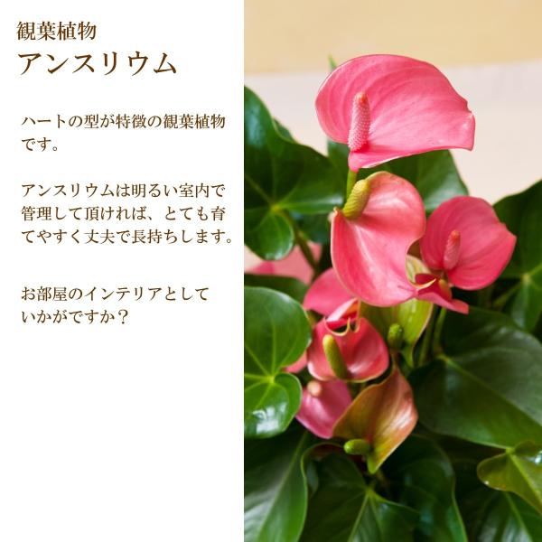 観葉植物 アンスリウム 赤 ピンク ５号鉢 送料無料 開店 開業お祝い お中元 夏のギフト Buyee Buyee Japanischer Proxy Service Kaufen Sie Aus Japan