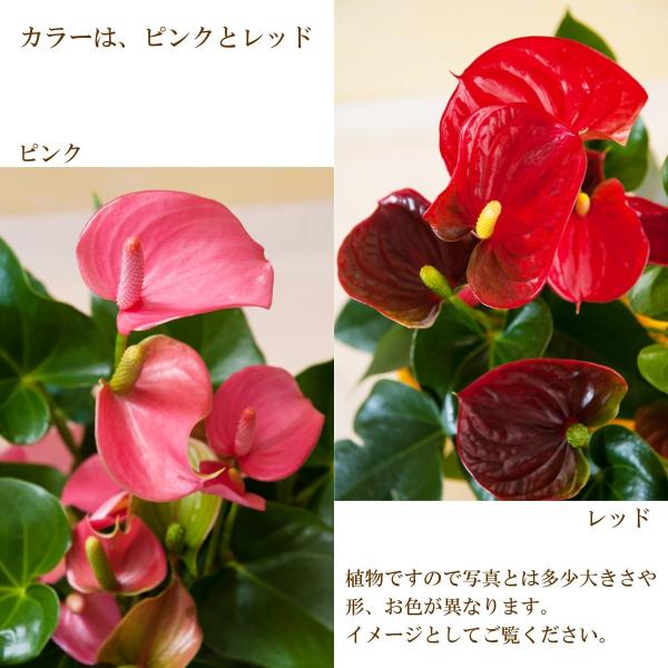 観葉植物 アンスリウム 赤 ピンク ５号鉢 送料無料 開店 開業お祝い お中元 夏のギフト Buyee Buyee Japanischer Proxy Service Kaufen Sie Aus Japan