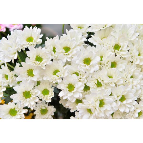 スプレー菊 マム 仏花 供花 10本 ラッピングなし ご自宅用 まとめ買い Buyee Buyee Japanese Proxy Service Buy From Japan Bot Online