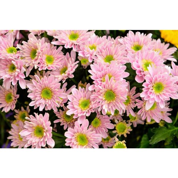 スプレー菊 マム 仏花 供花 10本 ラッピングなし ご自宅用 まとめ買い Buyee Buyee Japanese Proxy Service Buy From Japan Bot Online