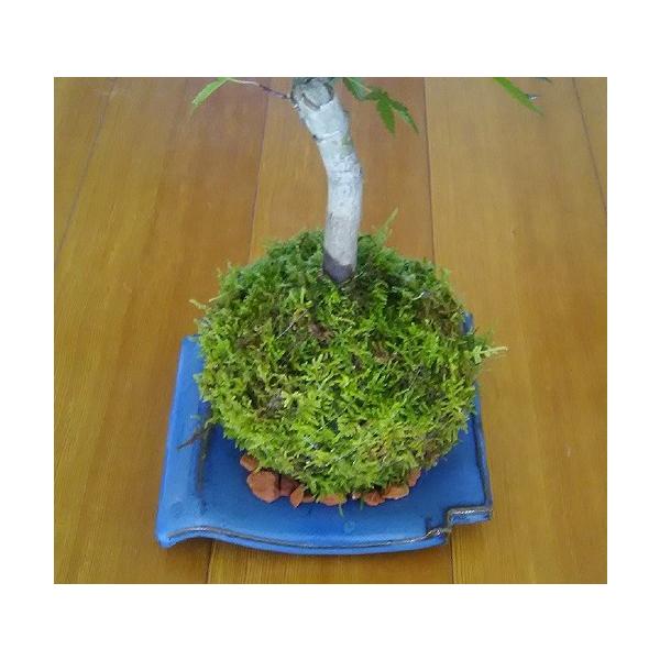 苔 苔盆栽 ハイ苔 観葉植物 いわみ焼き受け皿セット Buyee Buyee Japanese Proxy Service Buy From Japan Bot Online