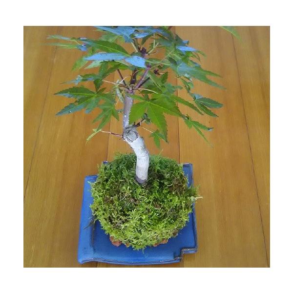 苔 苔盆栽 ハイ苔 観葉植物 いわみ焼き受け皿セット Buyee Buyee Japanese Proxy Service Buy From Japan Bot Online