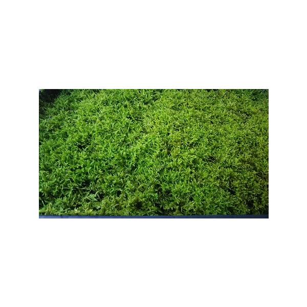 苔 苔玉 盆栽苔 ハイ苔マット350mm 500mm Buyee Buyee 日本の通販商品 オークションの代理入札 代理購入