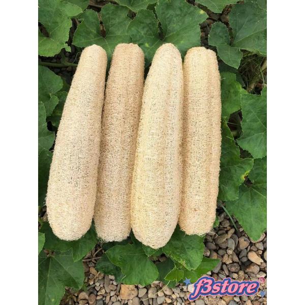 天然ヘチマスポンジ オーガニック ルファ バス シャワースポンジ 角質除去 ボディバックスクラバー メンズ レディース 大人用 スパ ビューティー 入浴 デイリー