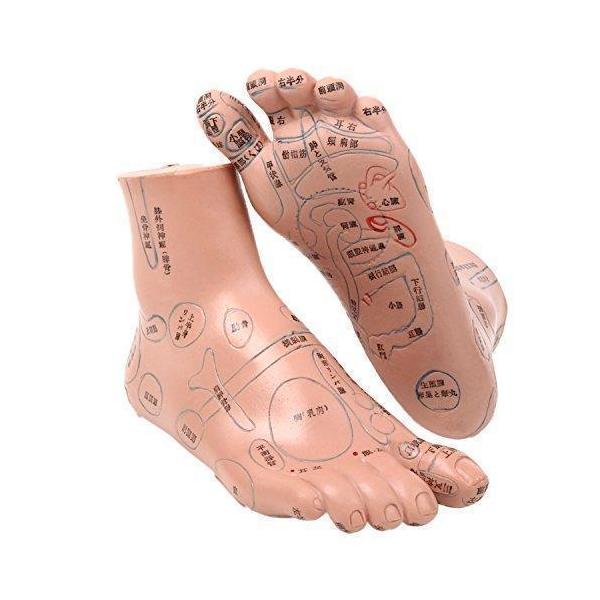 模型で足ツボを確認しながらセルフマッサージや、整骨院の教材としても有効です。 脚の反射区を立体的に見ることにより、覚えやすく実用的！ 反射区を立体的に見ることにより、図に描かれたものよりも体系的に覚える事が出来ます！ マッサージの教材にはも...