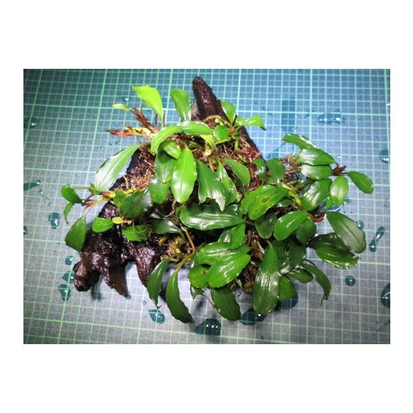 ブセファランドラ Bucephalandra Sp Kir Royal流木付き Buce 003 Fairy Selection 通販 Yahoo ショッピング