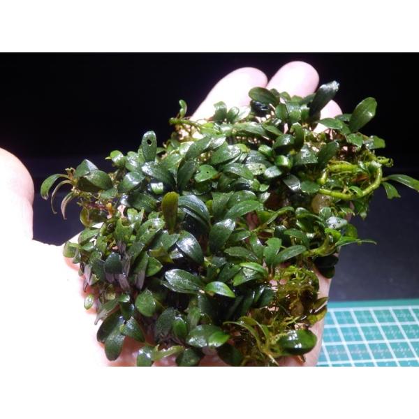 ブセファランドラ Bucephalandra 新種　名前まだありません ブセファランドラ Bucephalandra sp. Brownie Phoenix : Fairy