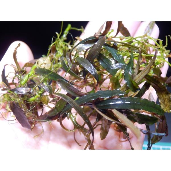 ブセファランドラ Bucephalandra sp. Black Bell 2 : Fairy Selection