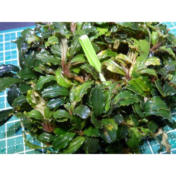 1点限り】超美品☆ブセファランドラ Bucephalandra sp. Kedagang Mini