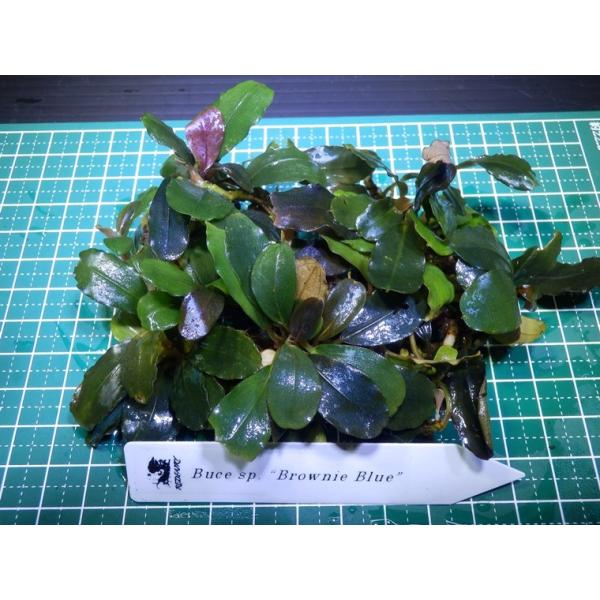 【水中葉】Bucephalandra sp. brownie blue 2株 Bucephalandra sp Brownie Blue | 熱帯植物 水草
