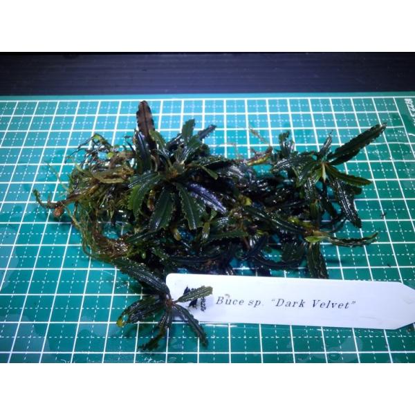 fairyselection_buce-079