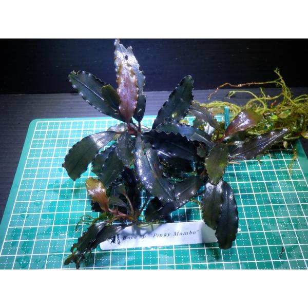 ブセファランドラ Bucephalandra sp. Pinky Mambo : Fairy Selection