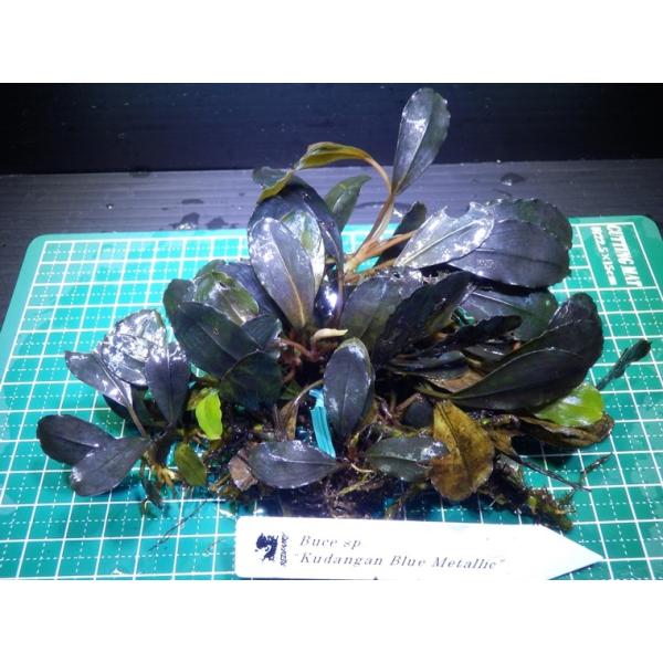 隼*飛様 【ID便】Bucephalandra sp. Kedagang 写真全 ブセファランドラ Bucephalandra sp. Kedagang Blue Metallic : Fairy