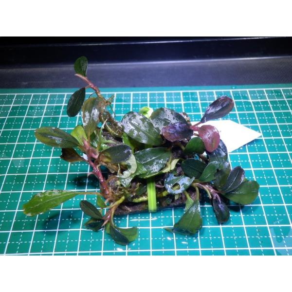 水草 ブセファランドラ Bucephalandra sp. Red Manji : Fairy