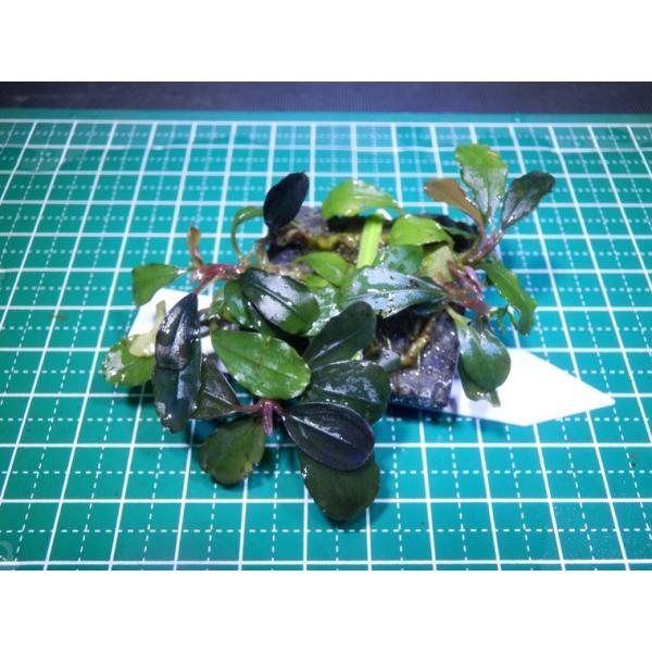 水草　ブセファランドラ　Bucephalandra sp. Kaplas Blue