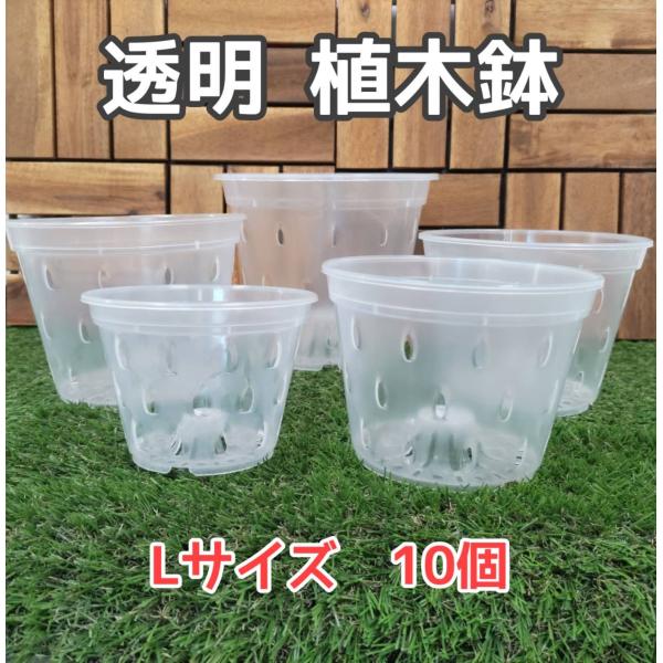 植木鉢 透明 プランター Ｌサイズ #150 10個 園芸 観葉植物 熱帯植物 ガーデニン グ 寄せ植え モンステラ 花 植物 発根 観察