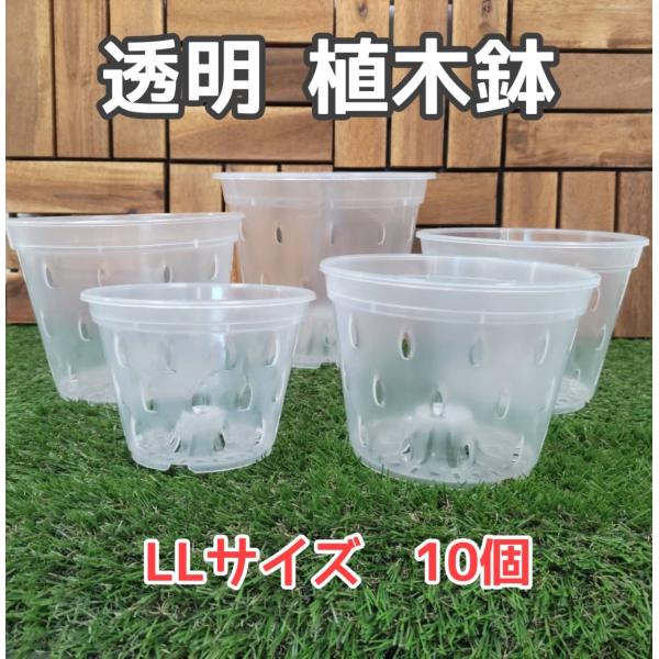 植木鉢 透明 プランター ＬＬサイズ #170 10個 園芸 観葉植物 熱帯植物 ガーデニング 寄せ植え モンステラ 花 植物 発根 観察