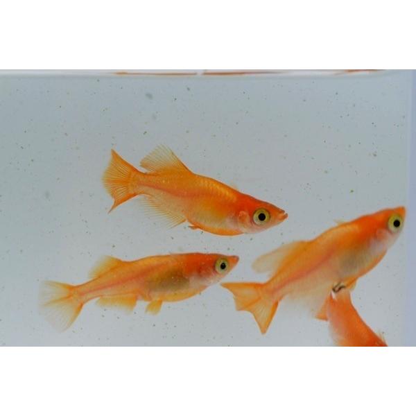 メダカ　東天光　稚魚　10匹