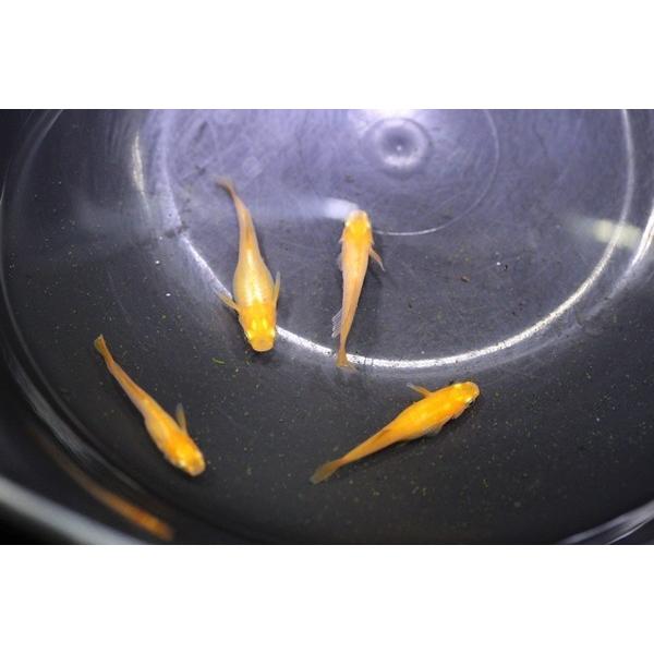 メダカ　紅頭　稚魚　10匹