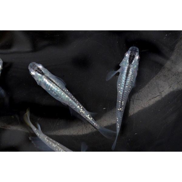 メダカ　ラメ幹之　稚魚　10匹