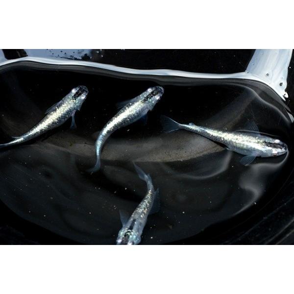 メダカ　星河　稚魚　10匹