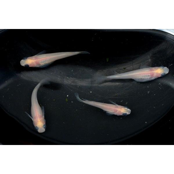 メダカ　白パンダ　稚魚　10匹
