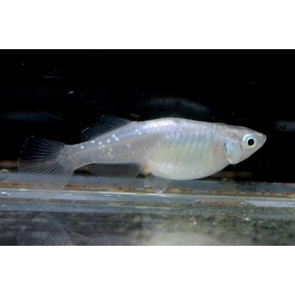 メダカ　銀河 　稚魚　10匹