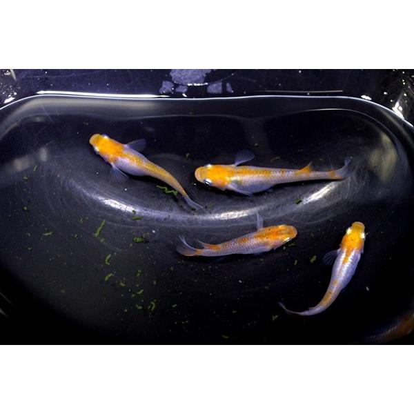 メダカ　楊貴妃透明鱗　稚魚　10匹