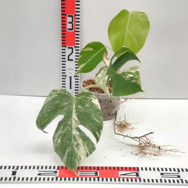 期間限定大特価】 斑入り モンステラ ボルシギアナ ホワイトタイガー