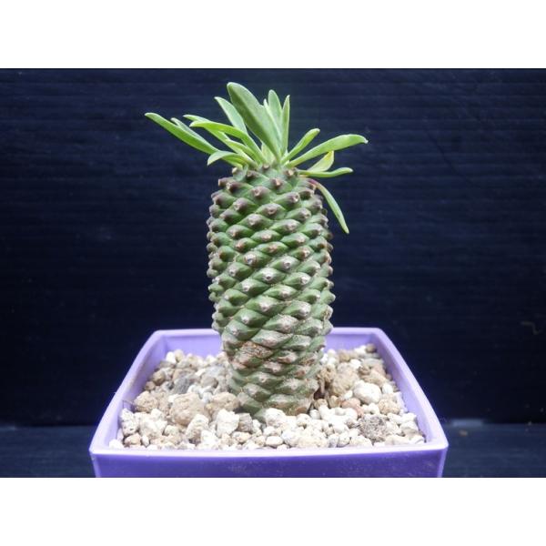 fairyselection_pain-007