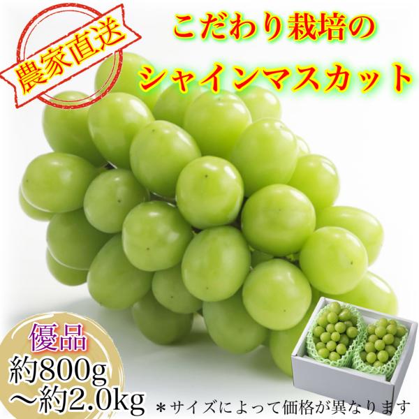 【農家直送】 完熟シャインマスカット 2房詰め 優品　8月下旬〜9月下旬出荷 敬老の日 進物用 ギフト 葡萄